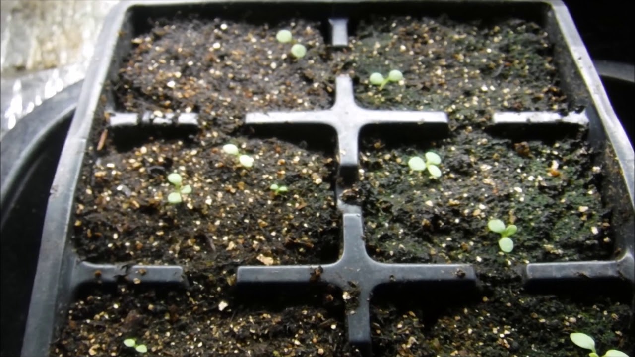 how to feed petunia seedlings, what to feed petunia seedlings, what do