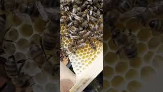 Şimdi Onse Peteği Niye Böyle Taktım Sanki Böylesü Daha Iyi