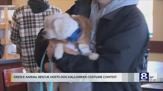 Dog Halloween costume contest raises money for Greece Residents Assisting Stray Pets