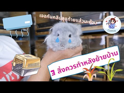 ChinInfo EP.17 | การดูแลชินชิลล่าในช่วงแรกหลังรับไปจากฟาร์ม