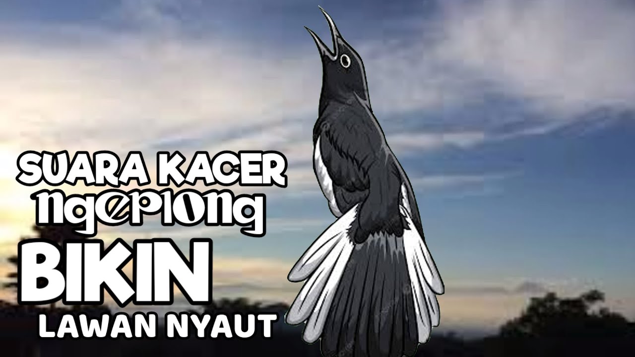 KACER APASAJA IKUT BUNYI LANGSUNG NYAUT ! TERAPI AWAL KACER NGEPLONG iNI DIJAMIN BIKIN BAHAN GACOR