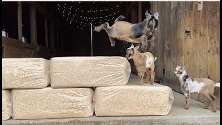 Slow Motion Baby Goat Parkour