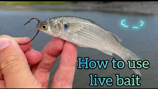 Everything you need to know about using live bait when fishing in south africa. A great video for sa