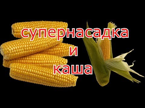 Старая Кукуруза, Как Насадка И Каша В Пружины.