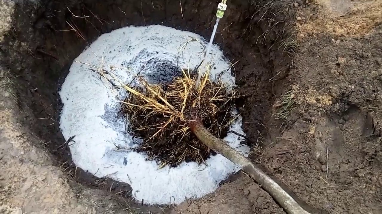 Пересадка с одного места на другое