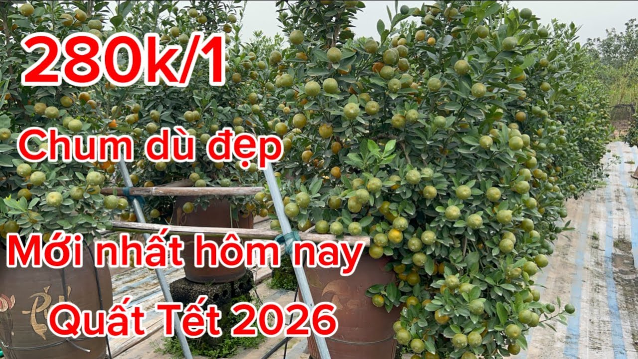 Quất chum dù bán Tết 2026 giá rẻ giật mình quất Hưng yên 