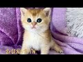 British shorthair golden kitten gatsby  lux paw cattery