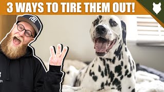 3 Tips To Tire Out Your DALMATIAN Puppy