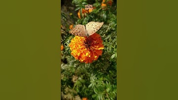 Fakta Unik Kupu-Kupu yang Jarang Diketahui! 🦋 #Shorts