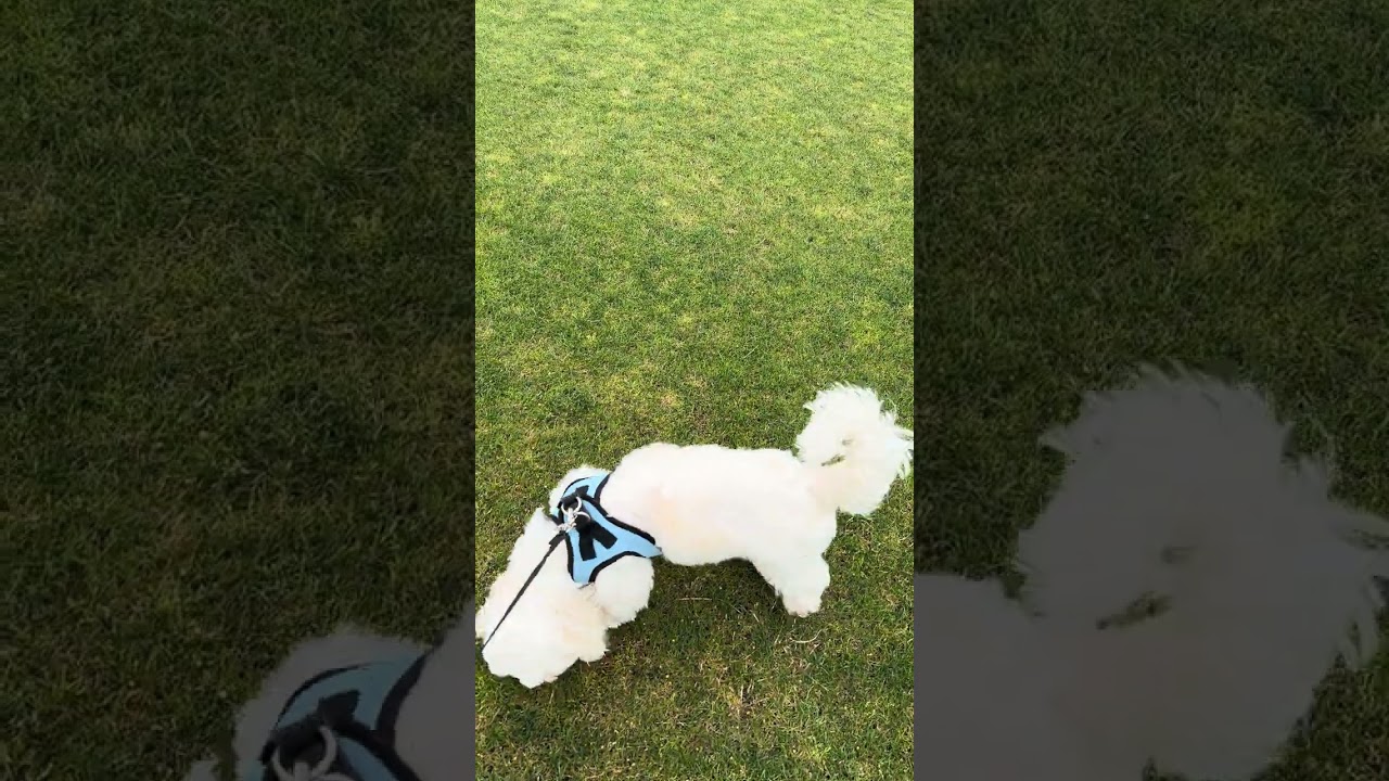 Another Day Another Round at the Park 🐾🐶