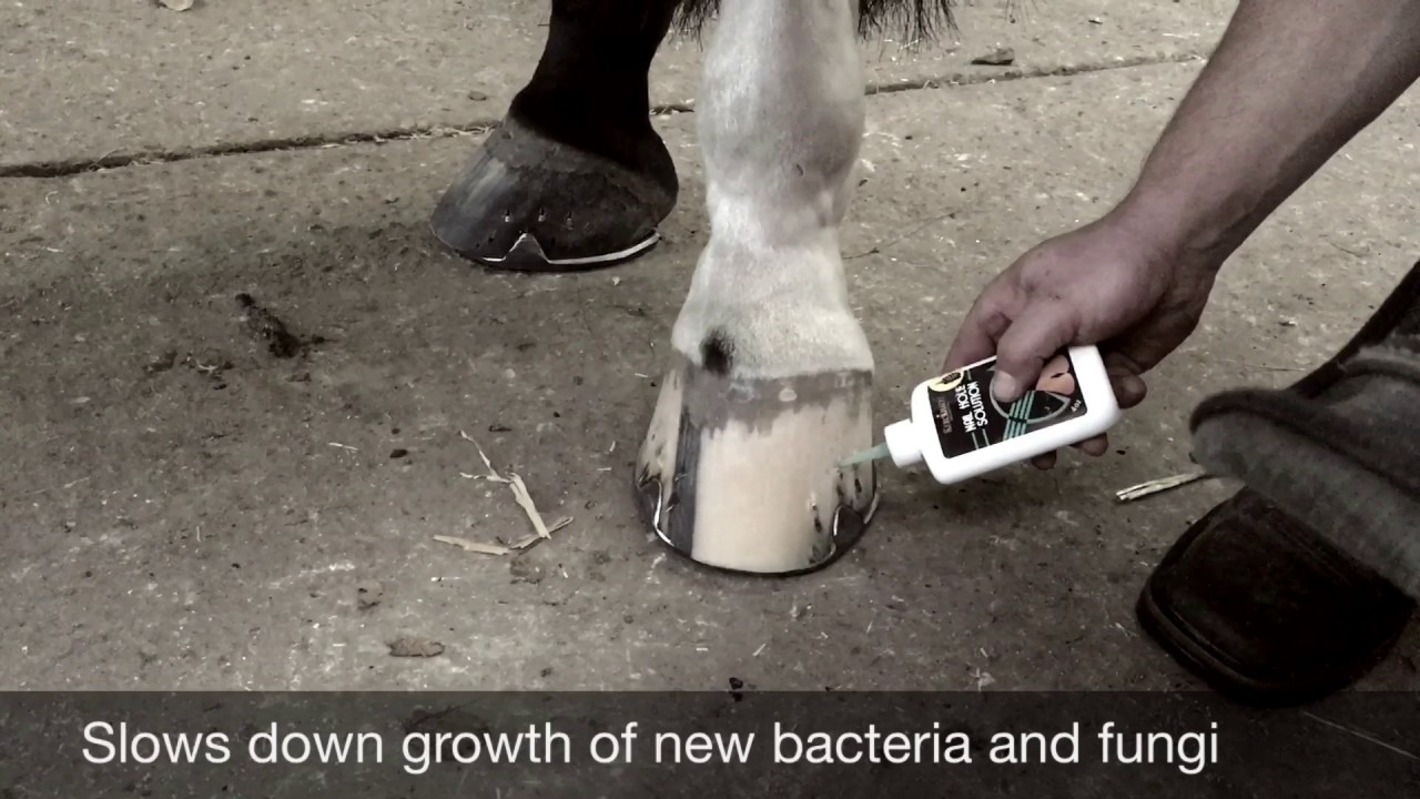 Royal Kerckhaert Nail Hole Solution