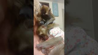 Dual Macaque Action ASMR Tingles Ralphie D and Penny Rose
