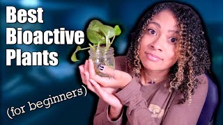 Your Crested Gecko NEEDS These Plants | Best Humid Bioactive Plants