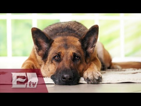 Video: Las Mascotas Son Buenas Para Su Salud Y Para La Salud De Su Comunidad