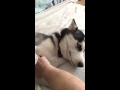 Husky demanding belly rubs