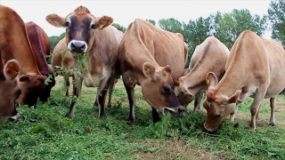 Calf at Foot - the calf-friendly, cow-kind micro-dairy