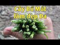 Bài thuốc Bổ mắt, làm đẹp da, trị đau lưng mỏi gối. PHAN HẢI channel.