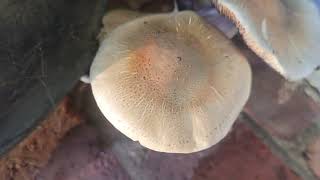 Outdoor mushies in California 