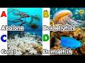 ABC phonics animals | ABC Sea Animals song | English and Animals for Kids | Alphabets Kids Song