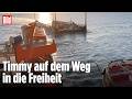 OSTSEE-RETTUNG: Der gestrandete Buckelwal fährt endlich Richtung Atlantik