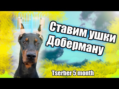 Как ставить уши щенку Добермана