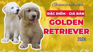 Chó Golden Retriever  Thông tin, cách nuôi? Bảng giá chó Golden 2024, mua bán ở đâu? Chomeocanh.com