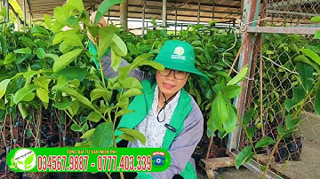 Mãng Cầu Xiêm Thái Trồng được nhiều vùng đất kinh tế rất cao