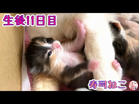 保護猫 子猫 出産】生後11日目 - YouTube