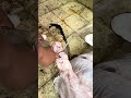 طريقه فص اضحية العيد سلخ العجل من الالف للياء سلخ في اقل من دقيقه واستخراج الجلد على بياض نكشه