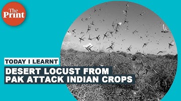 What are locusts & how do they damage crops?