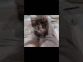 子猫を保護したら、長毛だった。