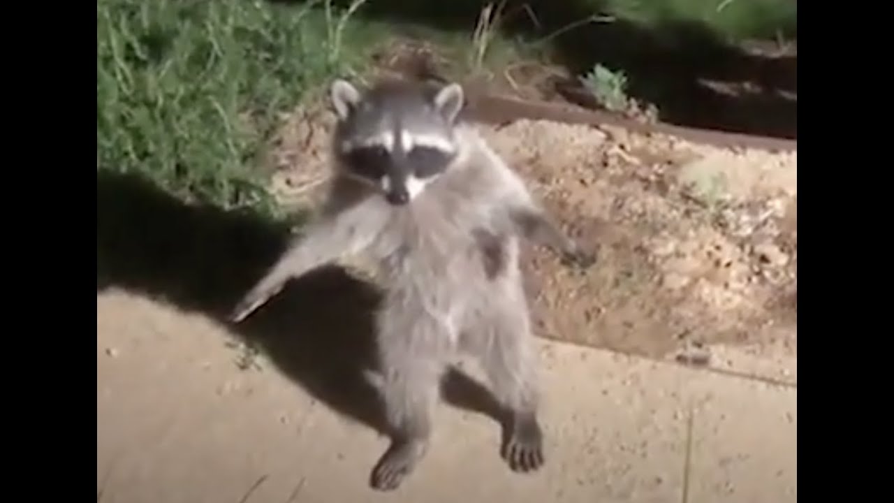 I haven't got a gun, I'm a raccoon A Translation Compilation YouTube