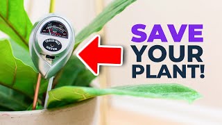How to Use a Soil Meter Correctly (Save Your Fiddle Leaf Fig)