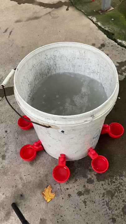 3 Gallon Large Capacity Automatic ChickenWaterer Chicken Waterer System