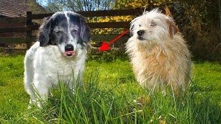 How to stop a dog from eating grass?