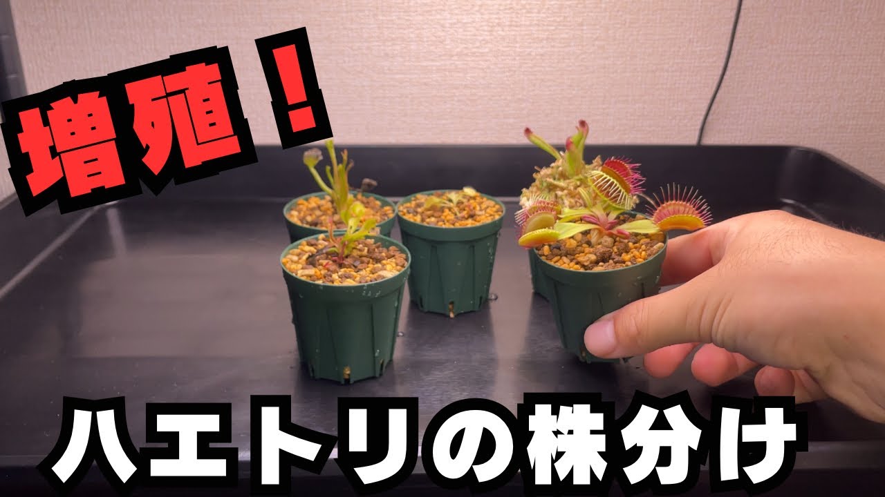 【増設！】ハエトリソウの株分けをして、増殖コーナーを埋めていく♪