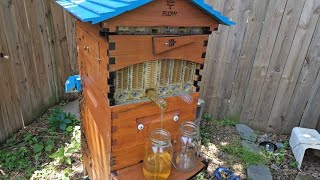 Harvest of the Flow Hive (Corner Hive 2023.06.08)