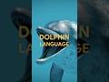 The first AI model to speak Dolphin? The Wild Dolphin Project & @googledeepmind are making a splash