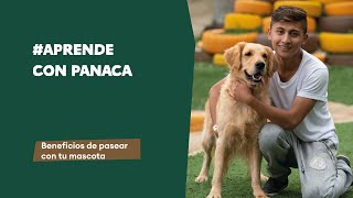 Beneficios de pasear con tu mascota