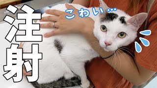 猫2匹の恐怖のワクチン接種へ行ってきました