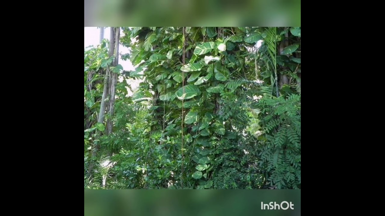 Сциндаптус -лиана гули