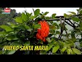 Vivero de plantas exóticas en El Salvador | Vivero Santa Maria | Youtubero Salvadoreño
