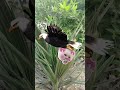13 عزام وأربع زوجات