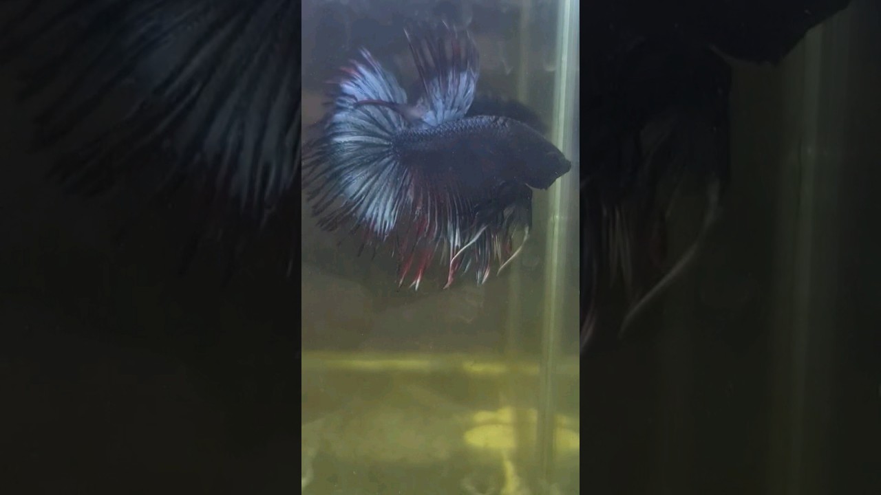 I'm now selling my self raised betta fish 🐟 🐟 🐠