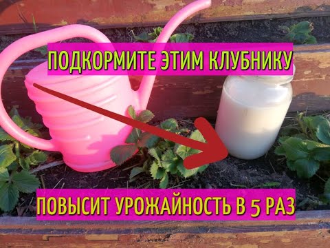 ПОДКОРМКА КЛУБНИКИ ДРОЖЖАМИ. ЧЕМ ПОДКОРМИТЬ КЛУБНИКУ ВЕСНОЙ. ДРОЖЖИ ДЛЯ КЛУБНИКИ.