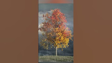 Rainy Day Sounds | Beautiful Maple Tree Visual | #shorts