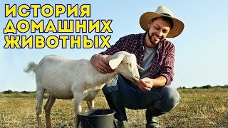 История домашних животных. Домашние животные. Развивающее Видео про животных Для детей.