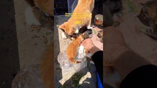 Hungry Street Cat Family vs First Time Trying Processed Food Experience