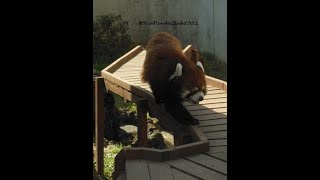 2023/6/2〖楽寿園〗レッサーパンダのカカくん(♂)➌→Red Panda &quot;Kaka&quot; - (Mishima City) Rakujyu-en (In Jun of 2023)