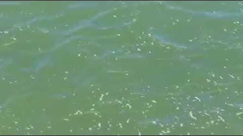 Có cụ nào biết câu cá kìm không | Công Thức Mồi Câu Cá Sông